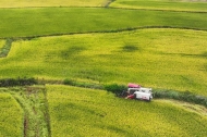 Xinhua Headlines: China secures bumper harvest with stable fertilizer supply, smart farming