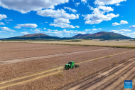 Bountiful harvest witnessed during National Day holiday in China's Heilongjiang