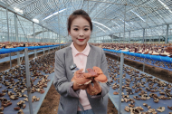 Precious fungus better villagers' livelihoods in Nyingchi