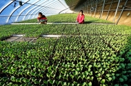 Two Chinese women named among FAO's 100 Women Heroes