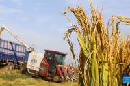 Rice harvest season arrives in Tangshan, N China's Hebei
