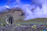 Snow leopard conservation efforts in SW China's Xizang