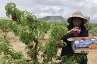 Tibet orchard contributes to livelihood and the ecology