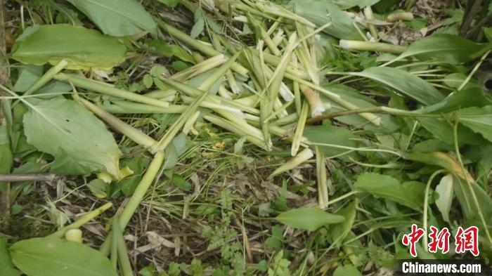 大熊貓進食箭竹遺留食物殘渣。　松潘縣融媒體中心供圖