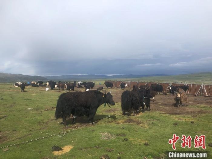 色尼區嘎爾德畜牧業示范基地上的牦牛。 <a target='_blank' href='http://www.chinanews.com/' >中新網</a> 左宇坤 攝