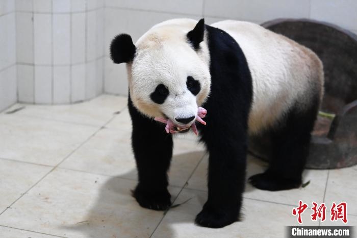 中國(guó)大熊貓保護(hù)研究中心2021大熊貓新生幼仔存活率百分之百