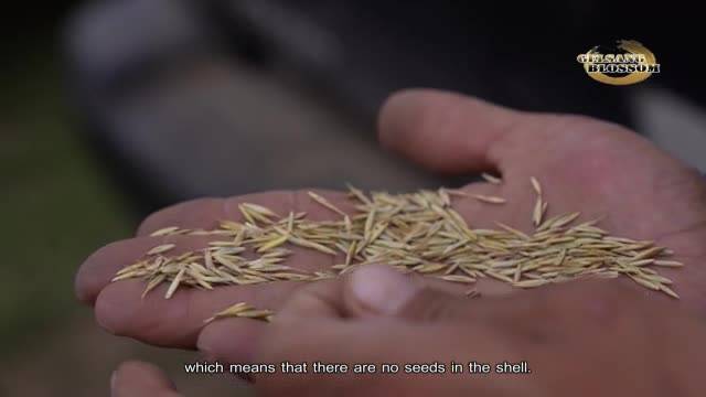 Grass on the Source of the Yellow River