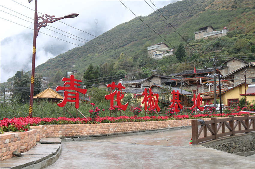 青花椒基地.JPG 青花椒基地.JPG