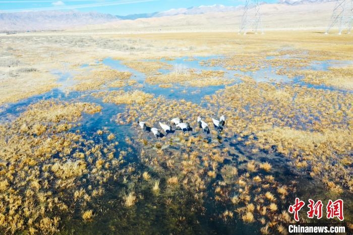 图为一群黑颈鹤在湿地中央行走。 卡美燕 摄