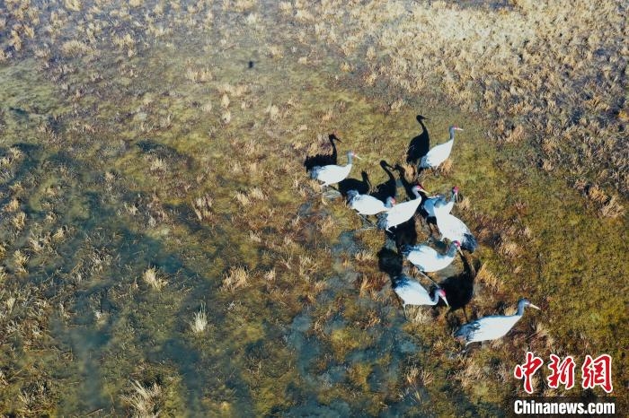 图为黑颈鹤群在湿地中晒太阳。 卡美燕 摄