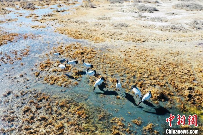 图为黑颈鹤在湿地中觅食。 卡美燕 摄