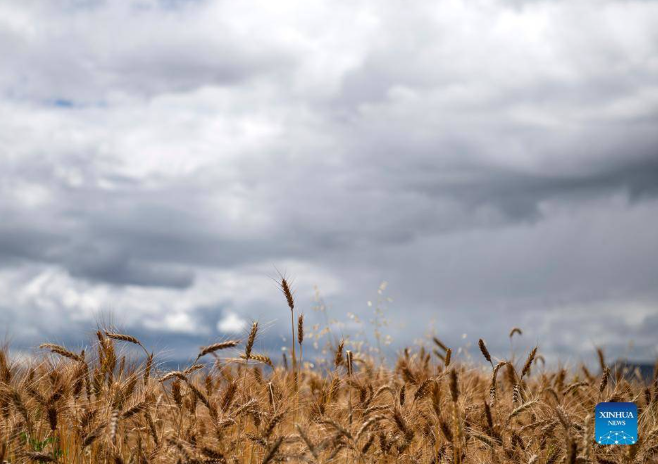Museum promotes vitality of barley