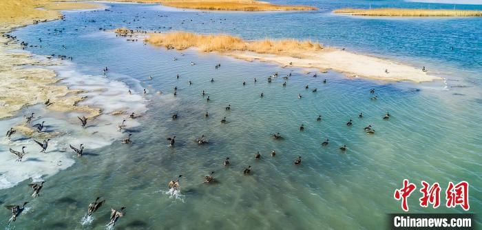 青海新疆聯合開展冬季跨區域巡護常態化巡查野生動物棲息地
