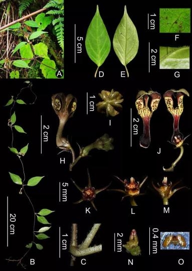圖為吉隆吊燈花形態(tài)解剖圖。　中國科學院西雙版納熱帶植物園提供