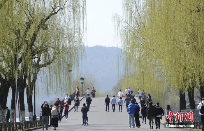 圖為西湖白堤柳枝呈現(xiàn)嫩綠色。 王剛 攝
