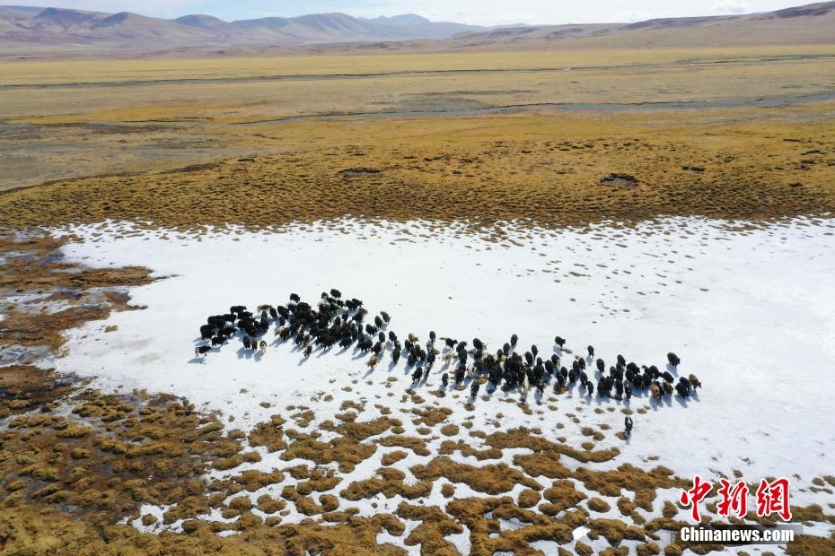 青海治多生態牧場助牧民增收