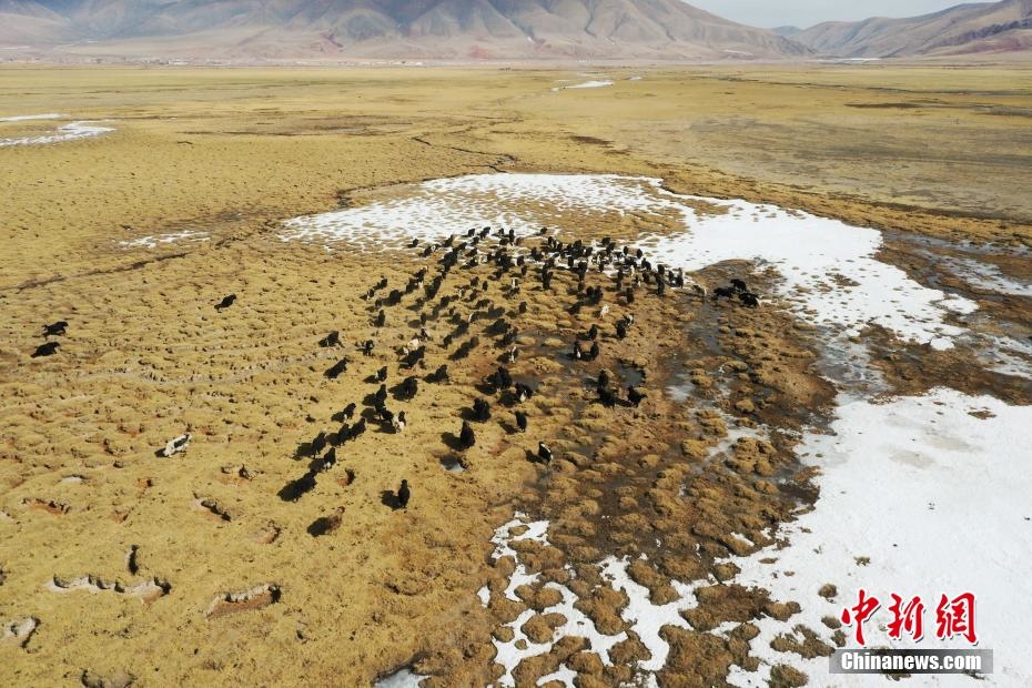 青海治多生態牧場助牧民增收