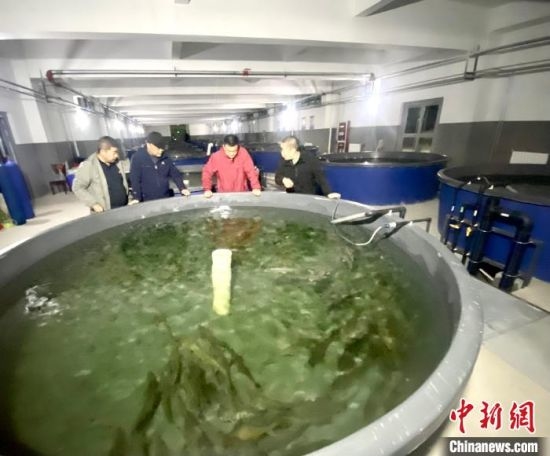 圖為增殖放流站引進魚類。　談林明　攝