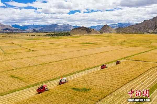 Villagers in Tibet’s Shigatse harvest highland barley. (Photo/China News Service)