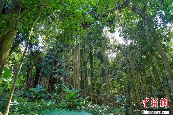 海南將建成覆蓋全省的森林生態(tài)系統(tǒng)碳匯監(jiān)測體系