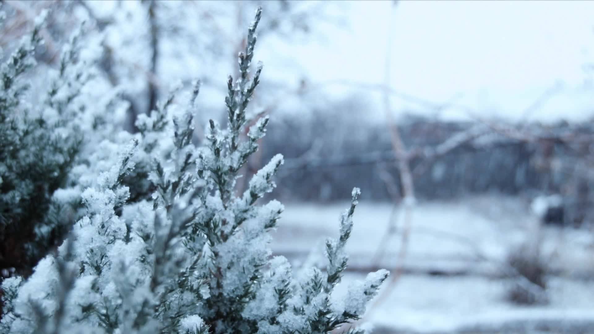 Proceeding with Dreams—— Li Jin