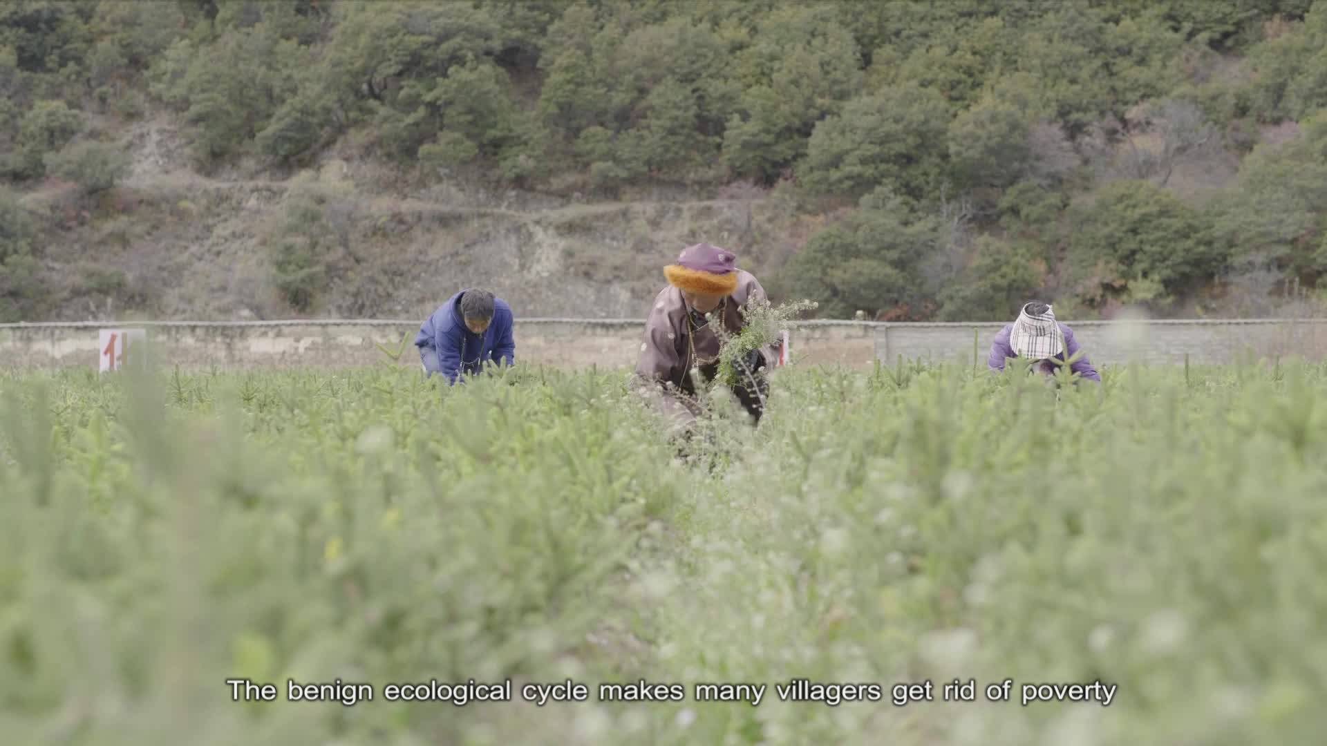 Proceeding with Dreams—— Wu Lin