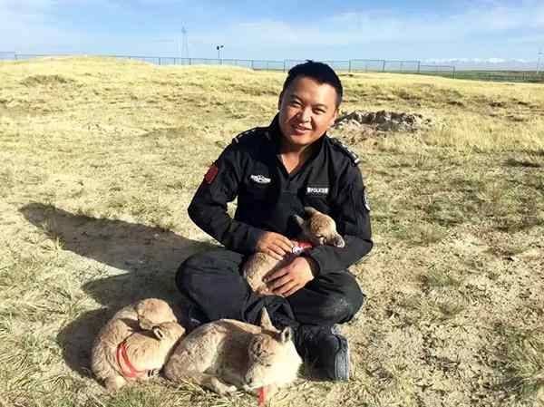 Ranger dedicates more than a decade to protecting Hoh Xil wildlife paradise in NW China’s Qinghai