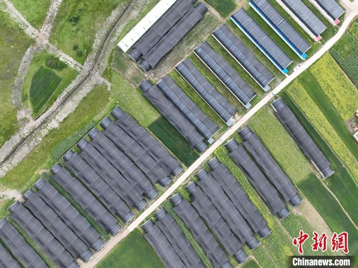 圖為航拍青海省海東市互助縣高原羊肚菌種植試驗示范基地?！∑钤鲚?攝