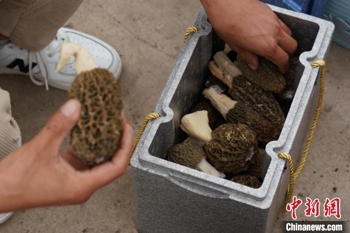 圖為村民將羊肚菌裝箱?！∑钤鲚?攝