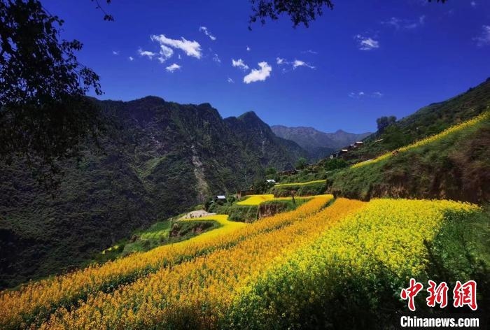 四川茂縣：300畝油菜花七月綻放美如畫