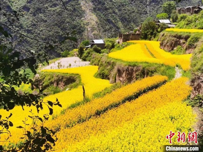滿山遍野的油菜花七月綻放美如畫。　文繼川 攝