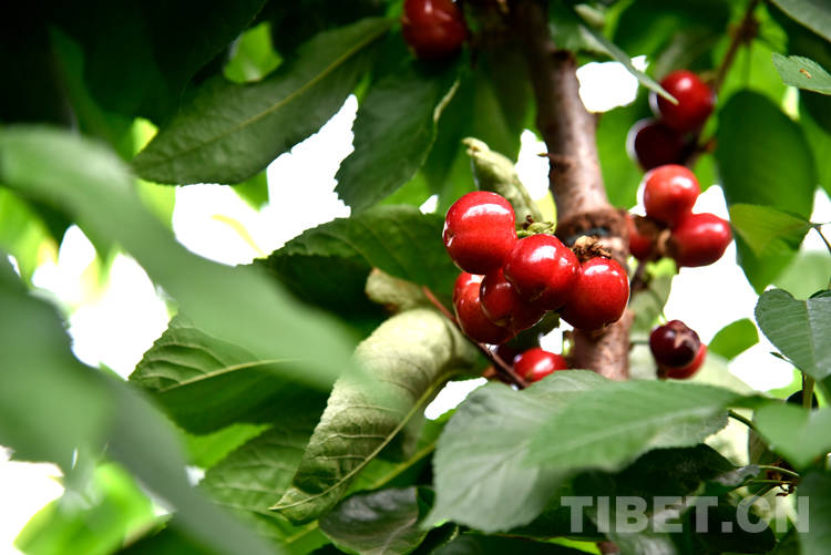 Fragrance of melons and fruits in Bainang