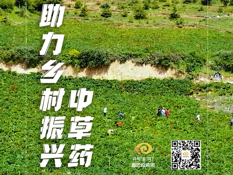 【鸟瞰高原·阿坝小金篇】中草药助力乡村振兴
