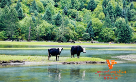 月亮湖,隐身于川西秘境的“喀纳斯”