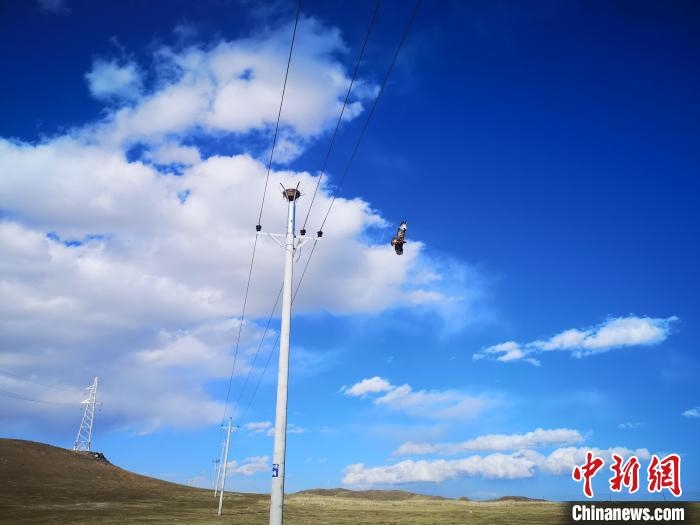 青海海西：舊電桿上裝“鷹架”避免電網總跳閘