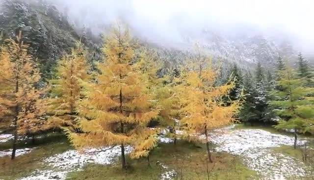 半山彩林半山雪 毕棚沟“限定版”美景