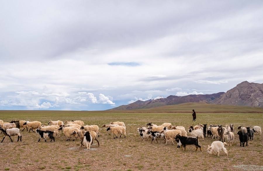 Protection efforts make Tibet a paradise for wildlife, human