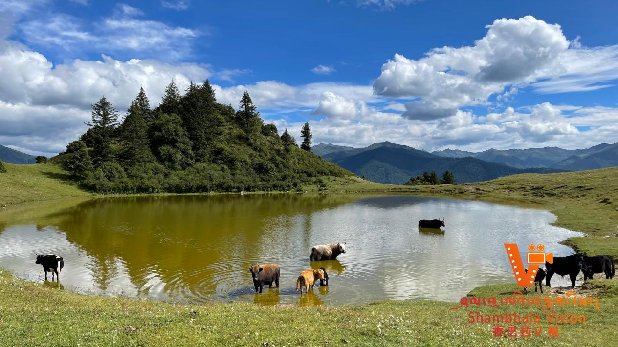一起奔赴四川阿坝草原湿地