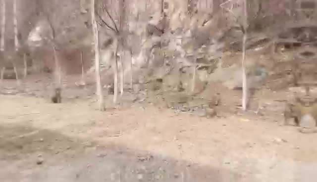 壤塘:春江水暖“猴”先知 野生猴群下山觅食