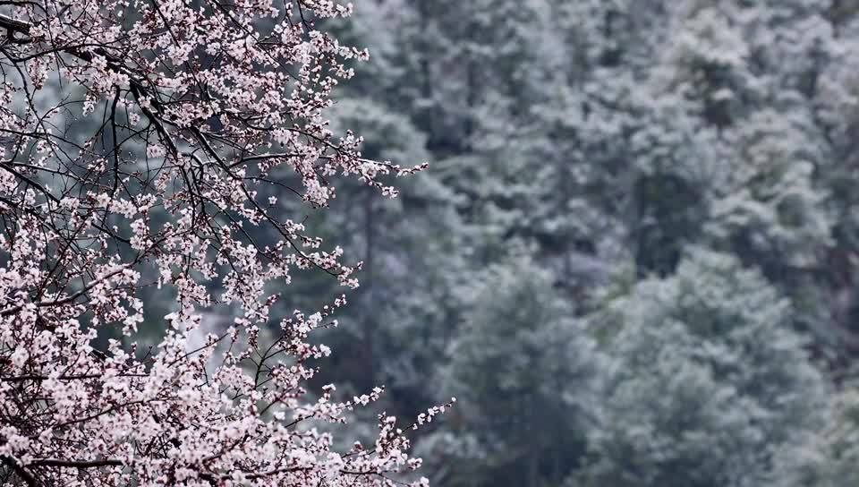 4月的香格里拉，當(dāng)雪花遇上桃花，一秒回冬之下，別有一番韻味。