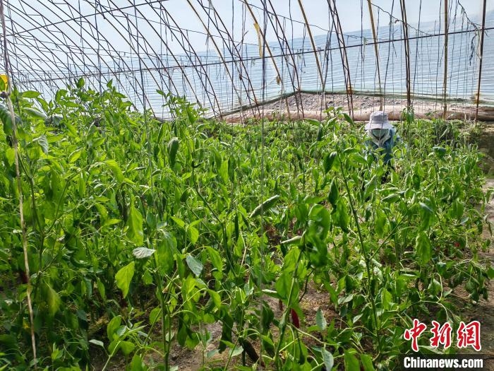康蘇鎮阿依尕特村的設施大棚里，村民們正忙著采摘辣椒。　茍繼鵬 攝