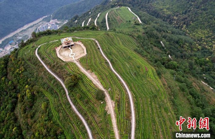 圖為西藏林芝市墨脫縣背崩鄉格林村山頂的景觀茶園。(無人機照片) 李林 攝