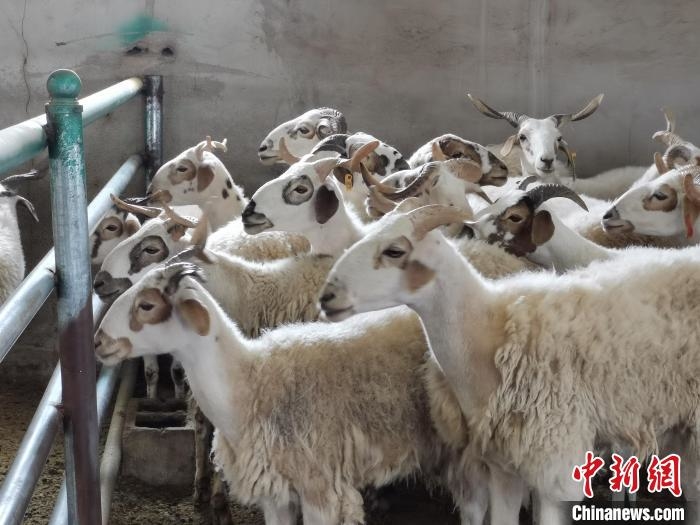 圖為長有“黑眼圈”的澤庫羊。　張?zhí)砀?攝