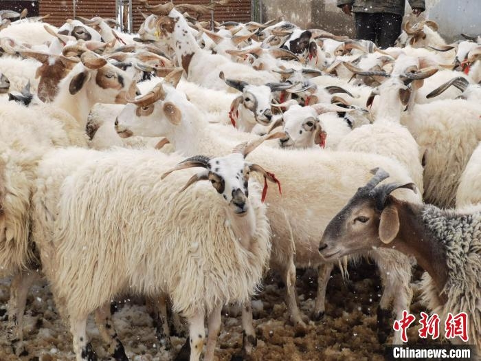 圖為長有“黑眼圈”的澤庫羊。　張?zhí)砀?攝
