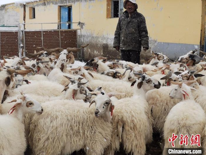 圖為青海省澤庫縣和日鎮(zhèn)的一家合作社內(nèi)的澤庫羊。　張?zhí)砀?攝