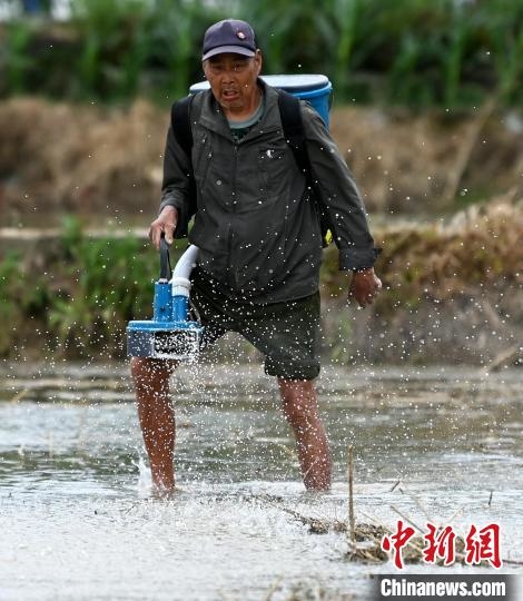 四川蓬安：小滿農忙鷺鳥伴耕