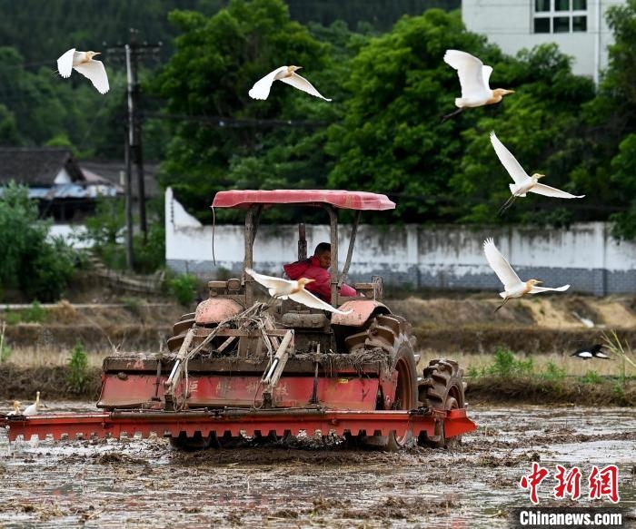 農民駕駛農機翻耕水田，一群鷺鳥在一旁飛翔，構成一幅人鳥和諧共處的生態田園風光。　劉永紅 攝