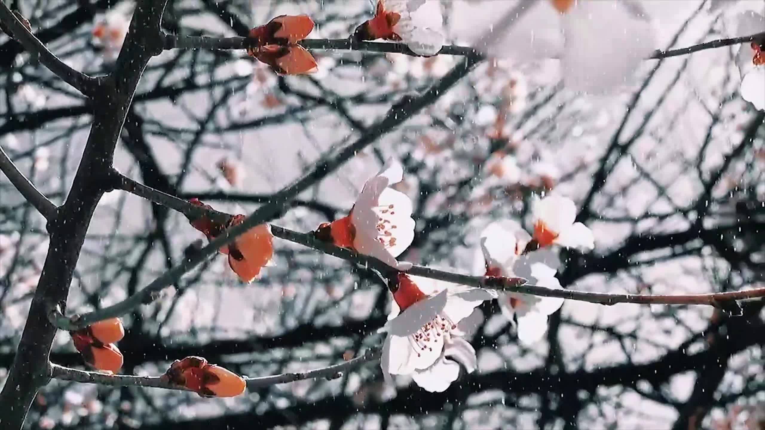 【四季如畫 工布江達】這里是工布江達 桃花美景數不勝收