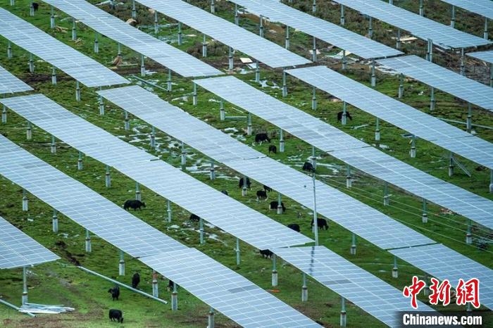 柯拉光伏板距地面高度超過1.8米，可滿足植被生長需要，又能保障牛羊放牧空間，實(shí)現(xiàn)“牧光”互補(bǔ)。　劉忠俊 攝