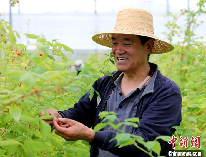 圖為“黃河彩籃”高原現代農業產業園內采摘樹莓。　薛蒂 攝